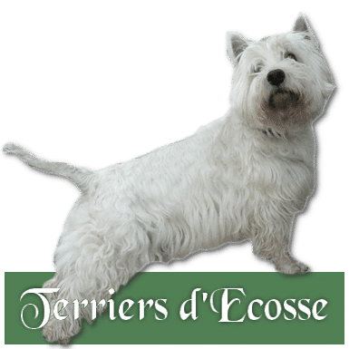 numerologie-animale-dans-la-presse-terriers-ecosse